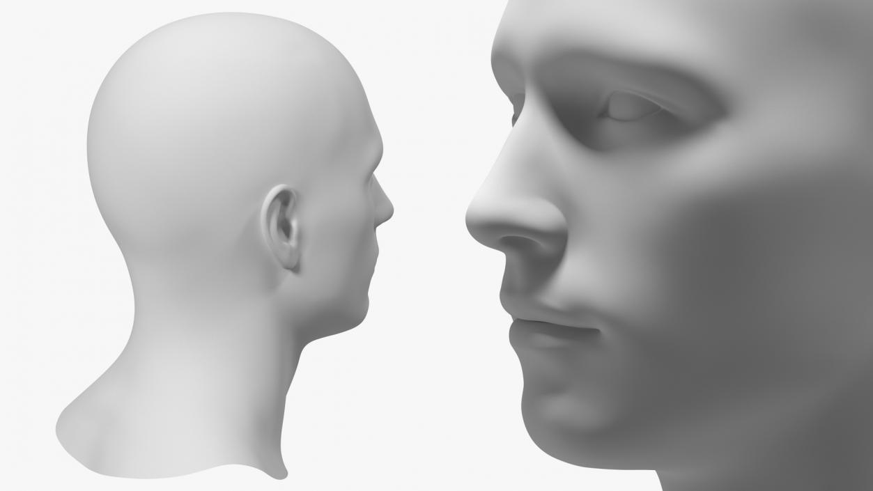 Male Mannequin Head 3D model