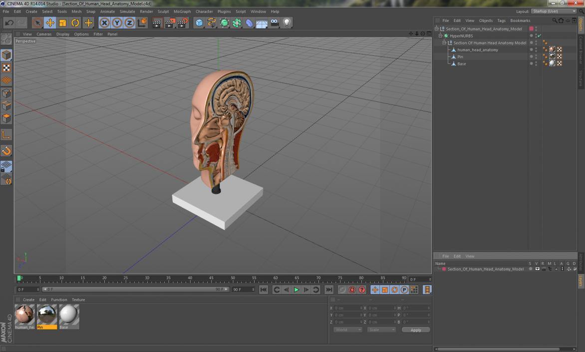 Section Of Human Head Anatomy 3D model