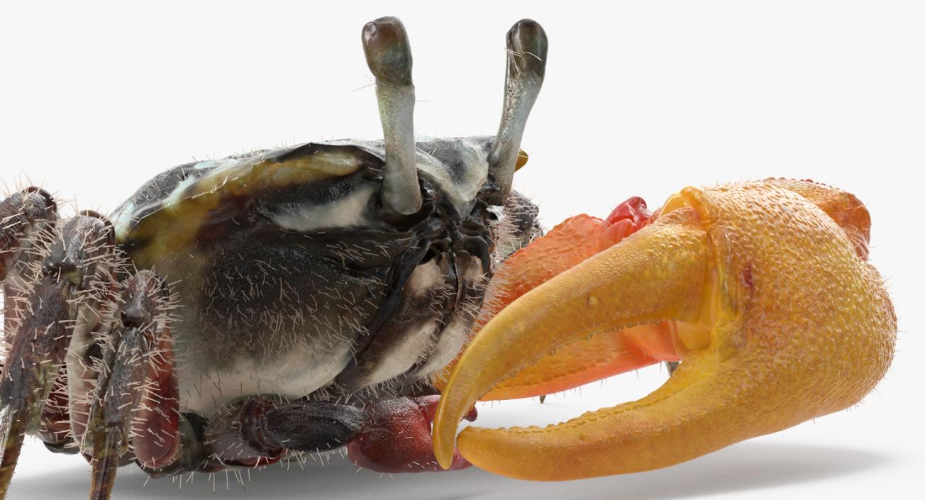 Fiddler Crab Sitting Pose with Fur 3D model