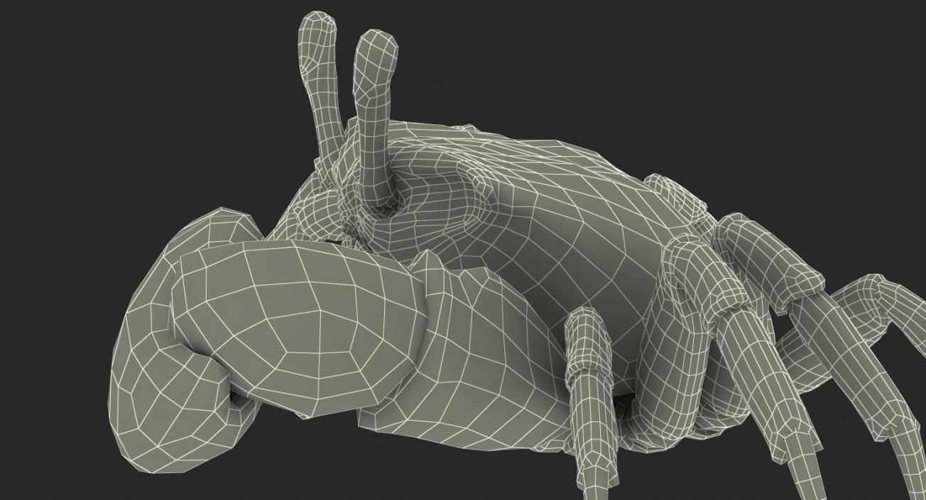 Fiddler Crab Sitting Pose with Fur 3D model