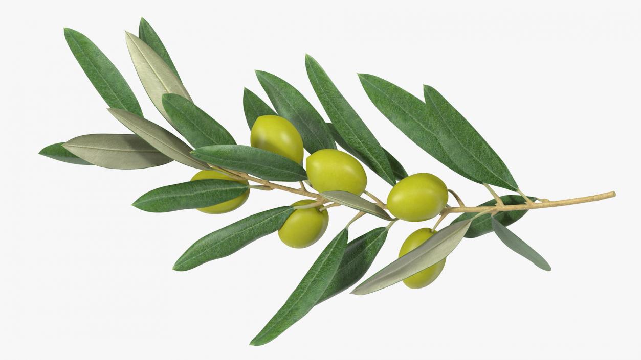 3D model Olive Branch with Green Olives