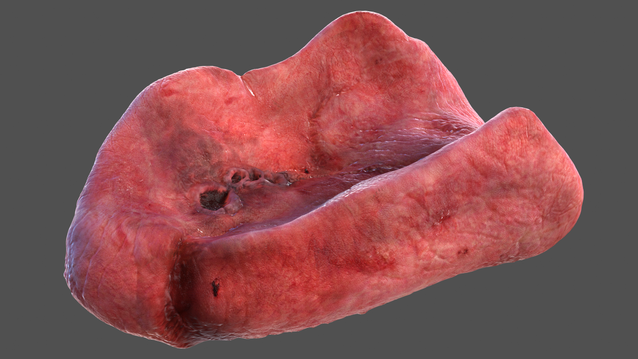3D Male Torso Full Anatomy model