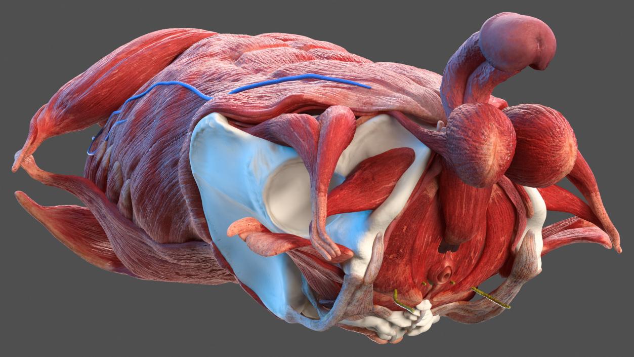 3D Male Torso Full Anatomy model