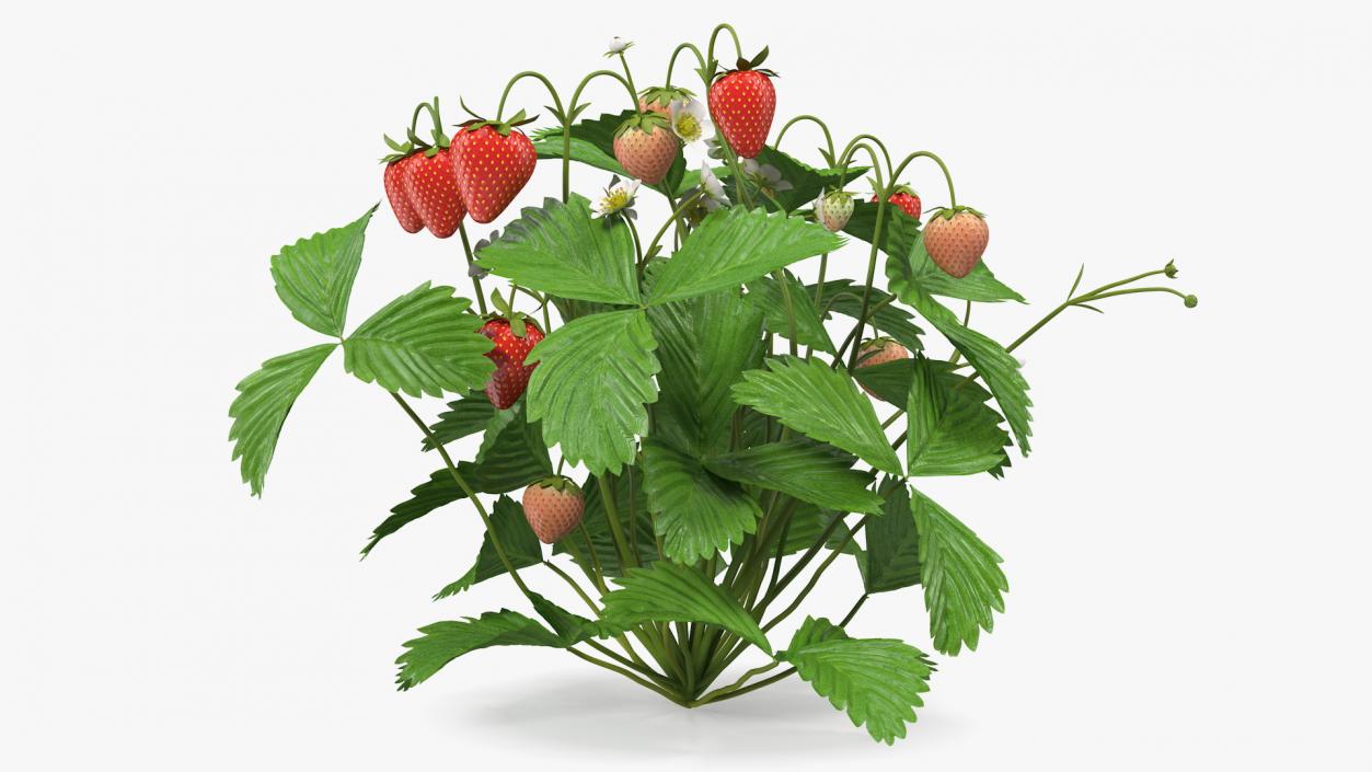 Strawberry Plant with Ripe and Unripe Fruits 3D model