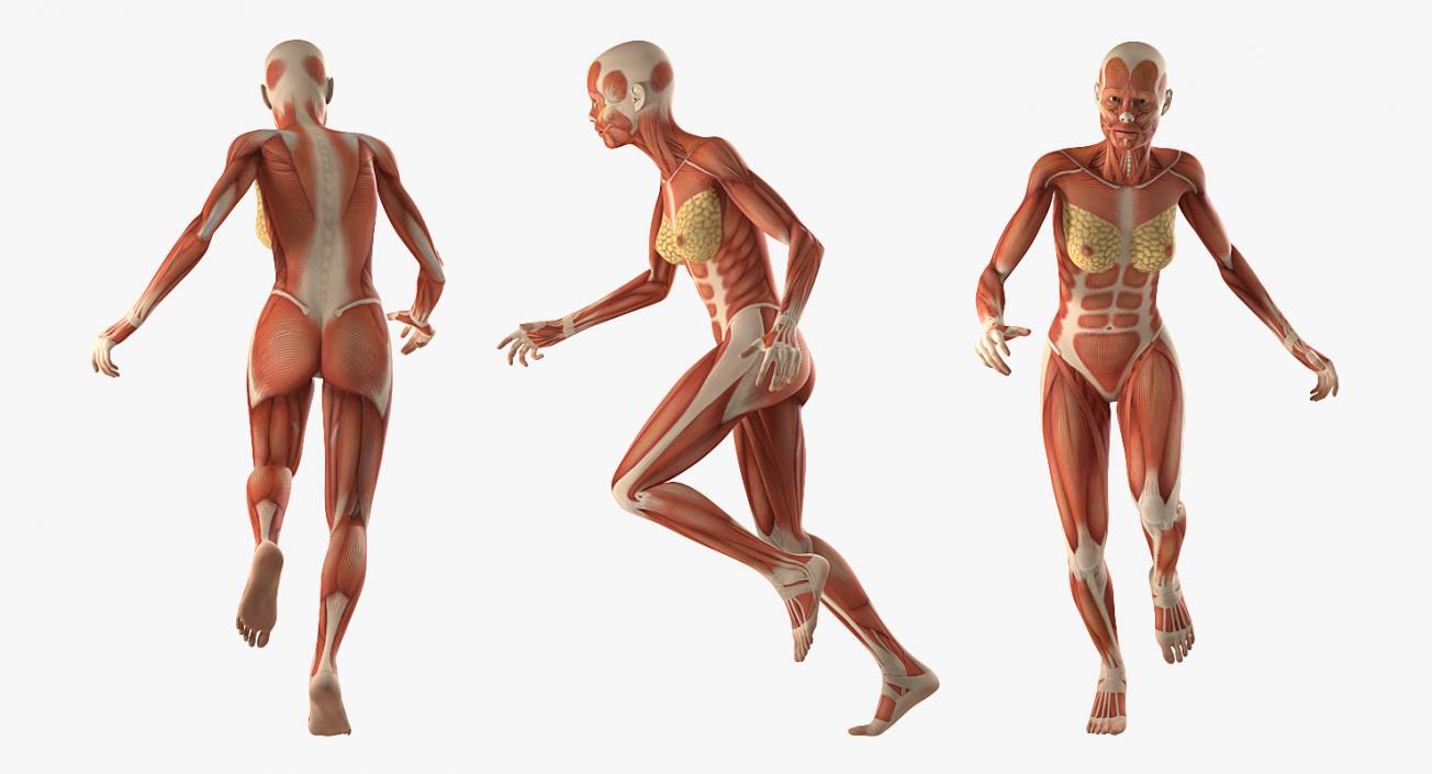 Running Woman Muscular System Anatomy 3D