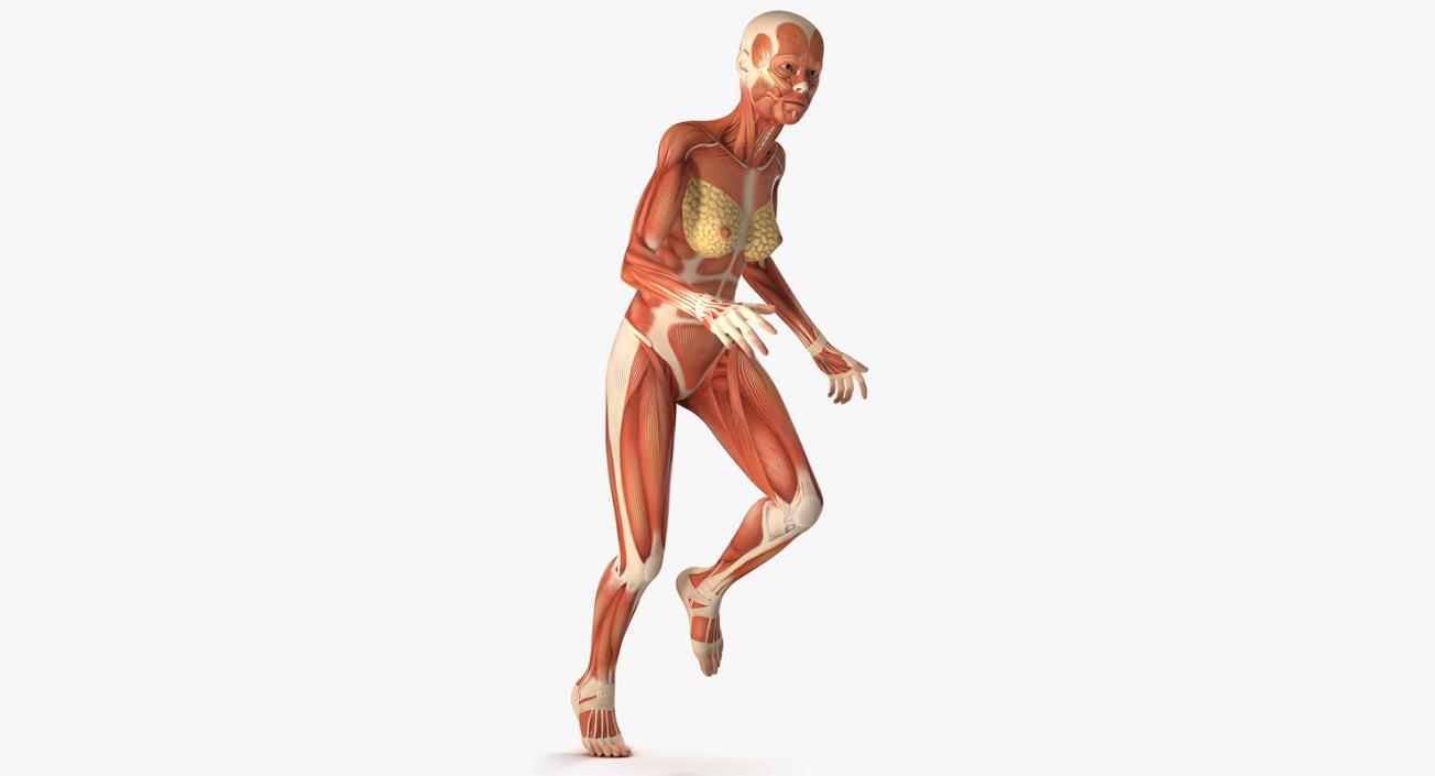 Running Woman Muscular System Anatomy 3D