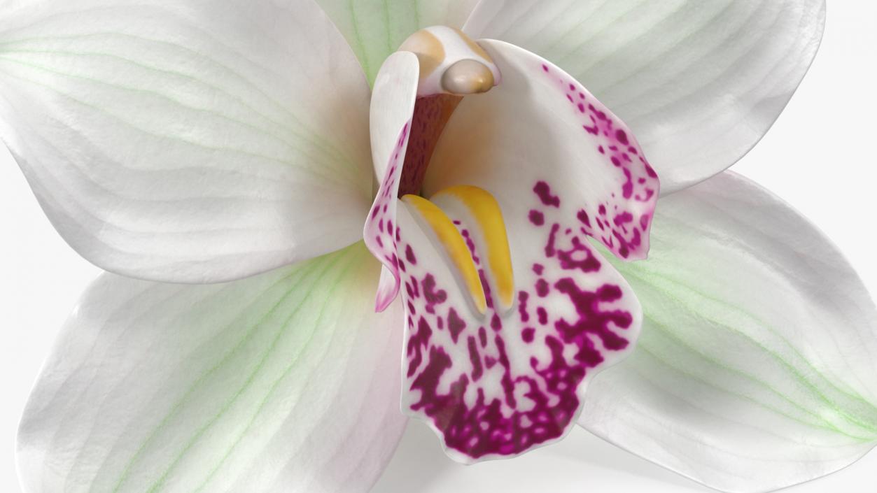 Hybrid Orchid White 3D model