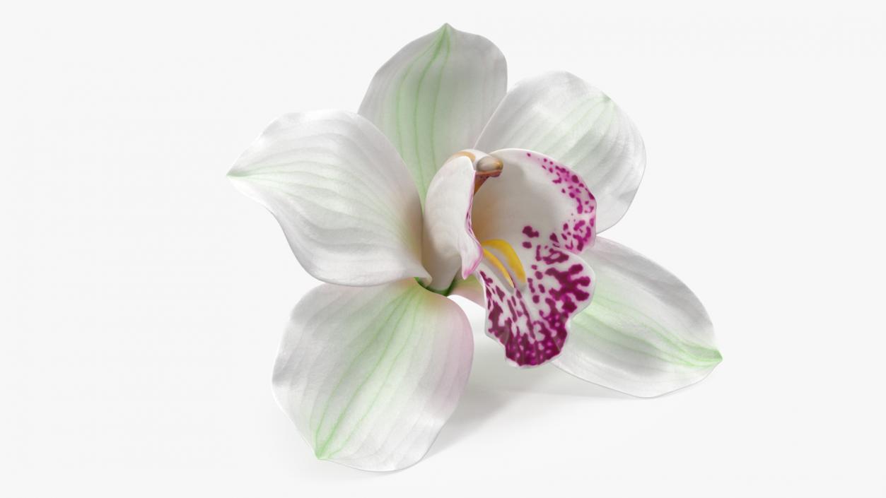 Hybrid Orchid White 3D model