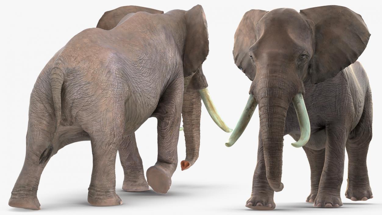 3D Animated Elephant Walking Fur Rigged