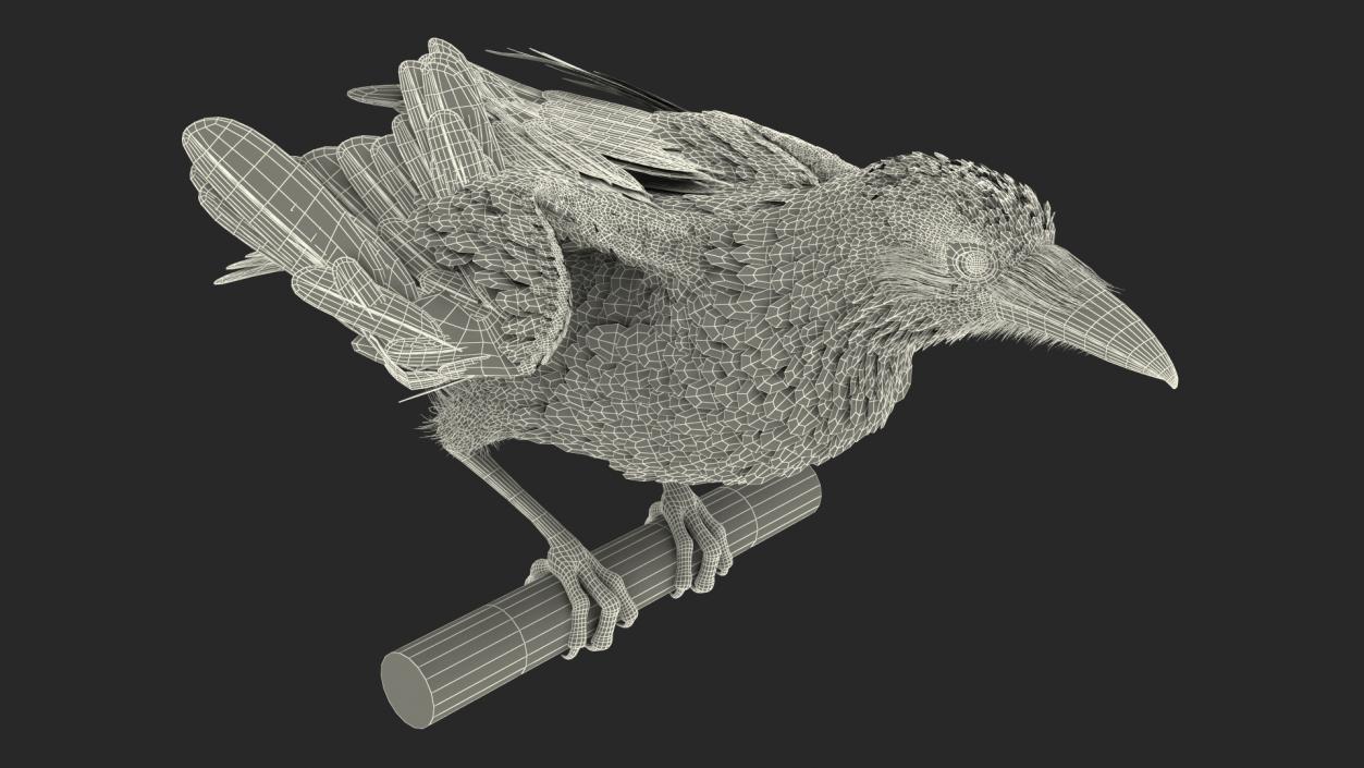 Raven Takeoff Animated Rigged 3D model