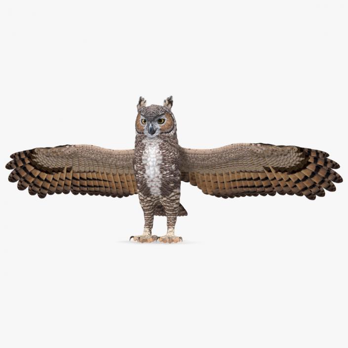 3D Great Horned Owl T-Pose model