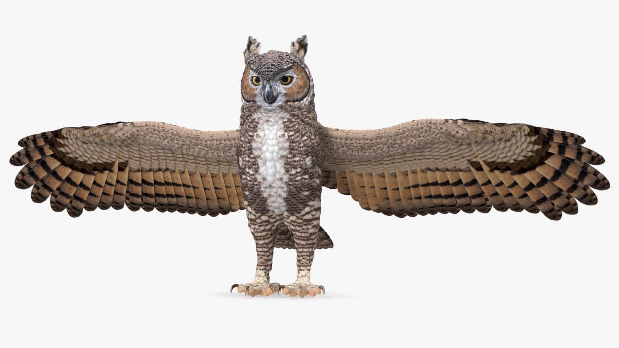 3D Great Horned Owl T-Pose model