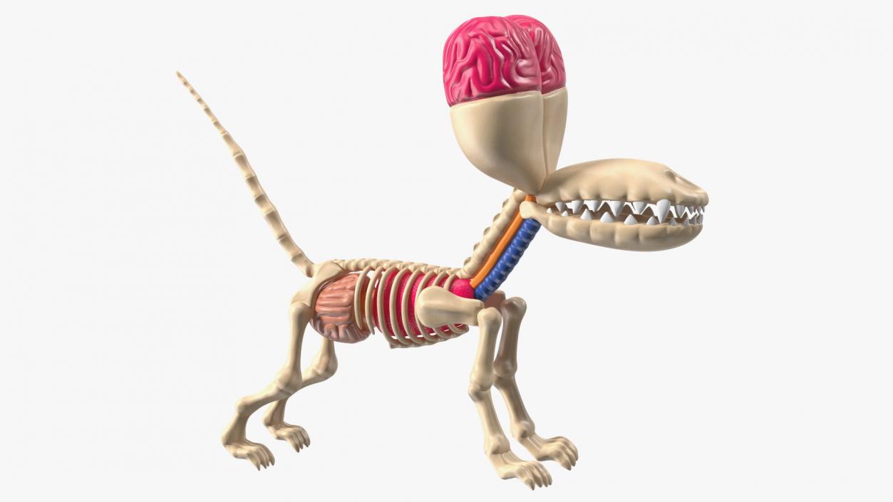 Balloon Dog Anatomy 3D model