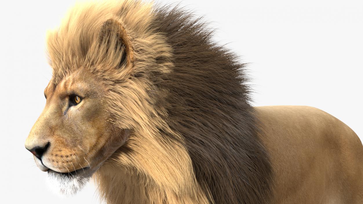 3D Lion Walking Pose Fur
