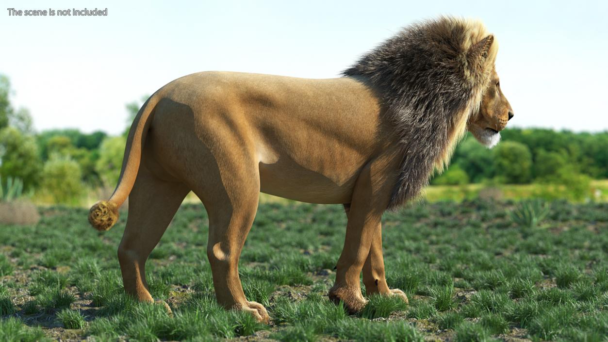 3D Lion Walking Pose Fur