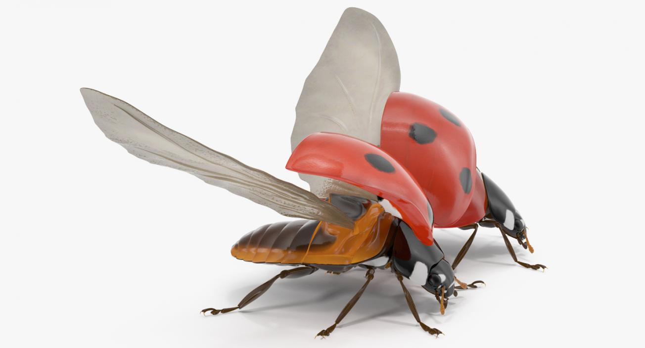 3D LadyBug Collection model