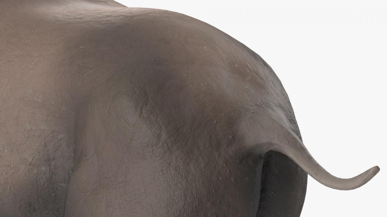 3D Elasmatherium Neutral Pose