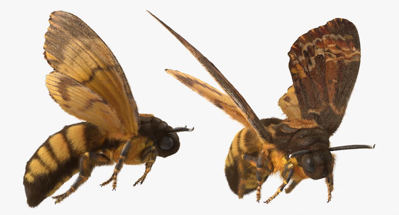 3D Deaths Head Hawkmoth with Fur Rigged