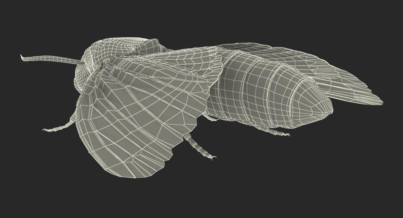 3D Deaths Head Hawkmoth with Fur Rigged