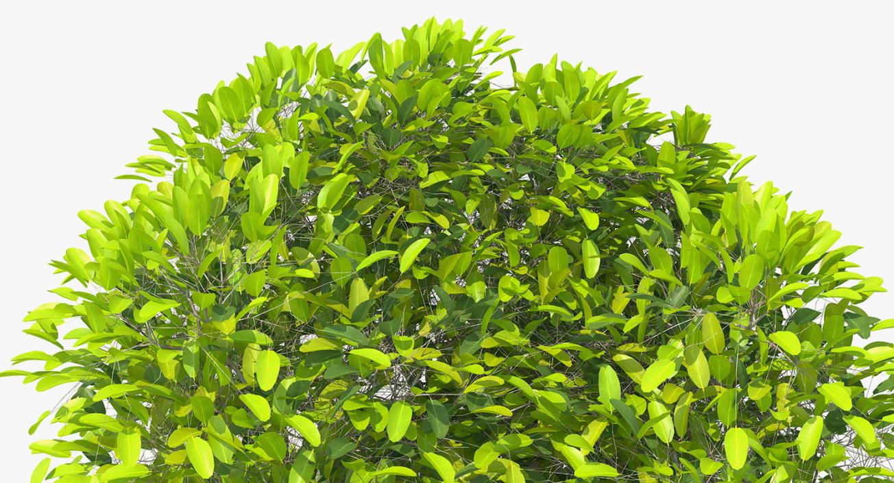 Mangrove Shrub 3D model