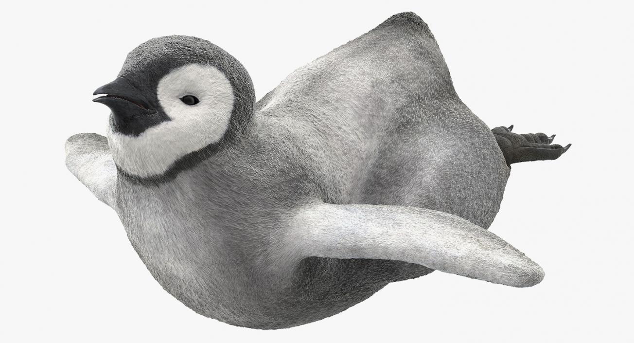 3D Penguin Baby Swimming Pose