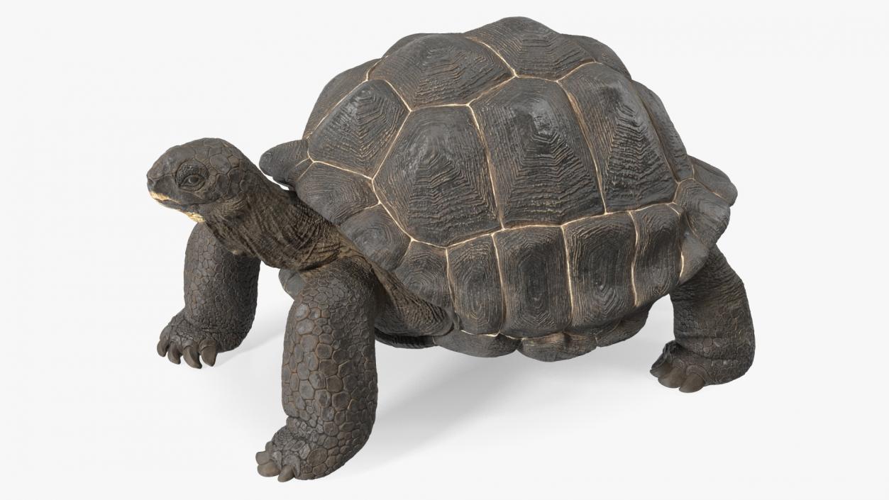 3D model Giant Tortoise Stand Pose
