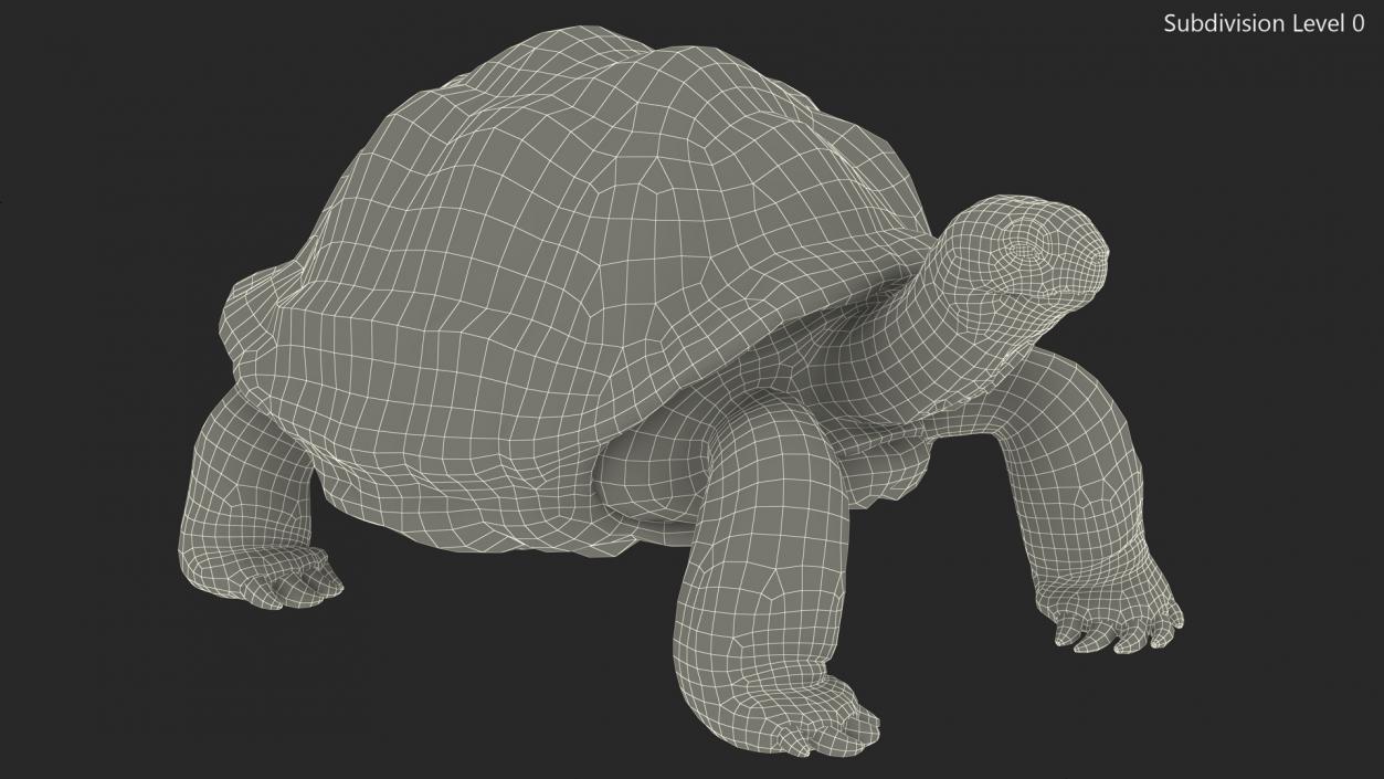 3D model Giant Tortoise Stand Pose