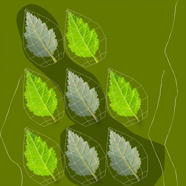Blackberry with Leaves 3D