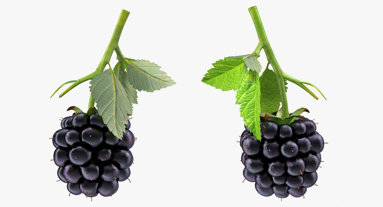 Blackberry with Leaves 3D