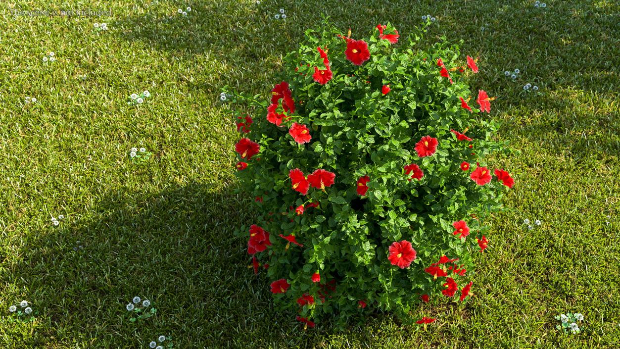 Flowering Hibiscus Bush Red 3D