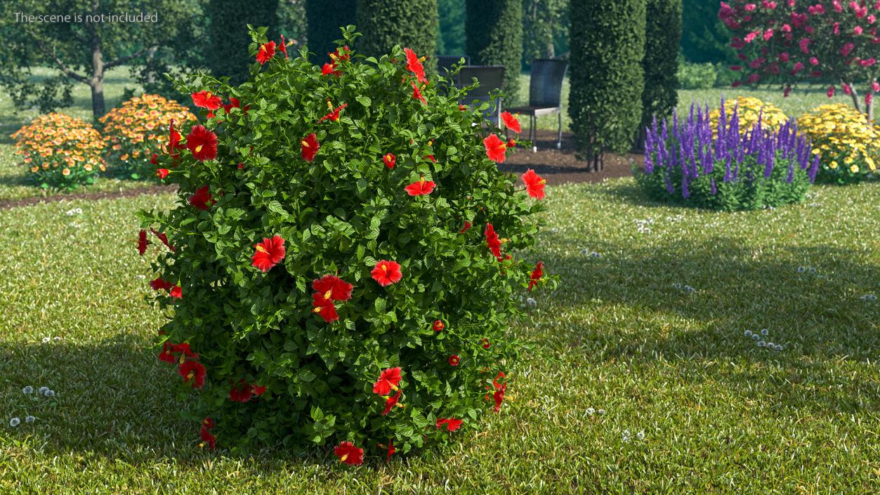 Flowering Hibiscus Bush Red 3D