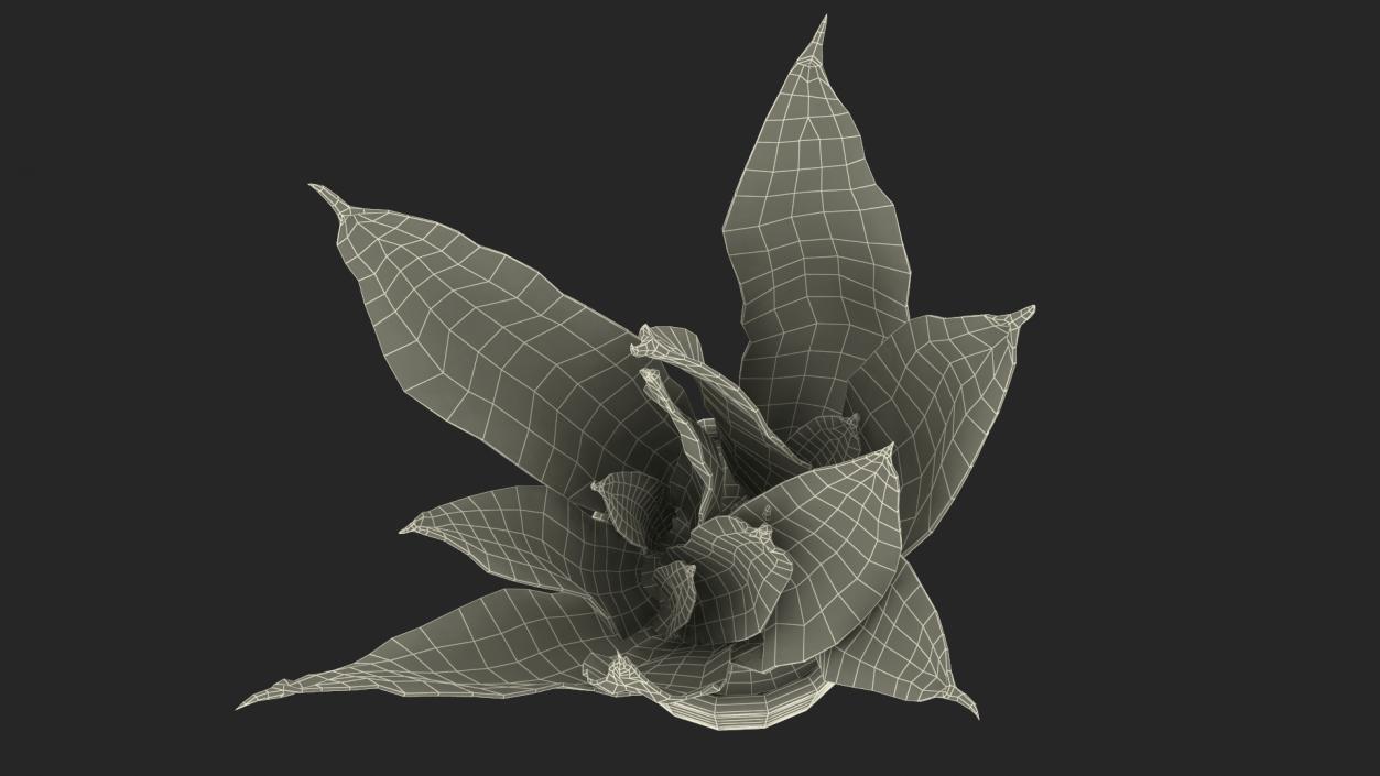 3D model Dracaena Trifasciata