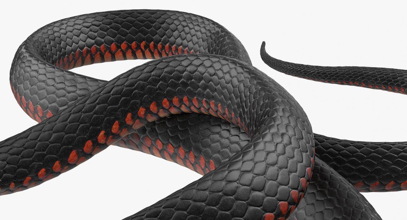 3D Coiled Black Snake model