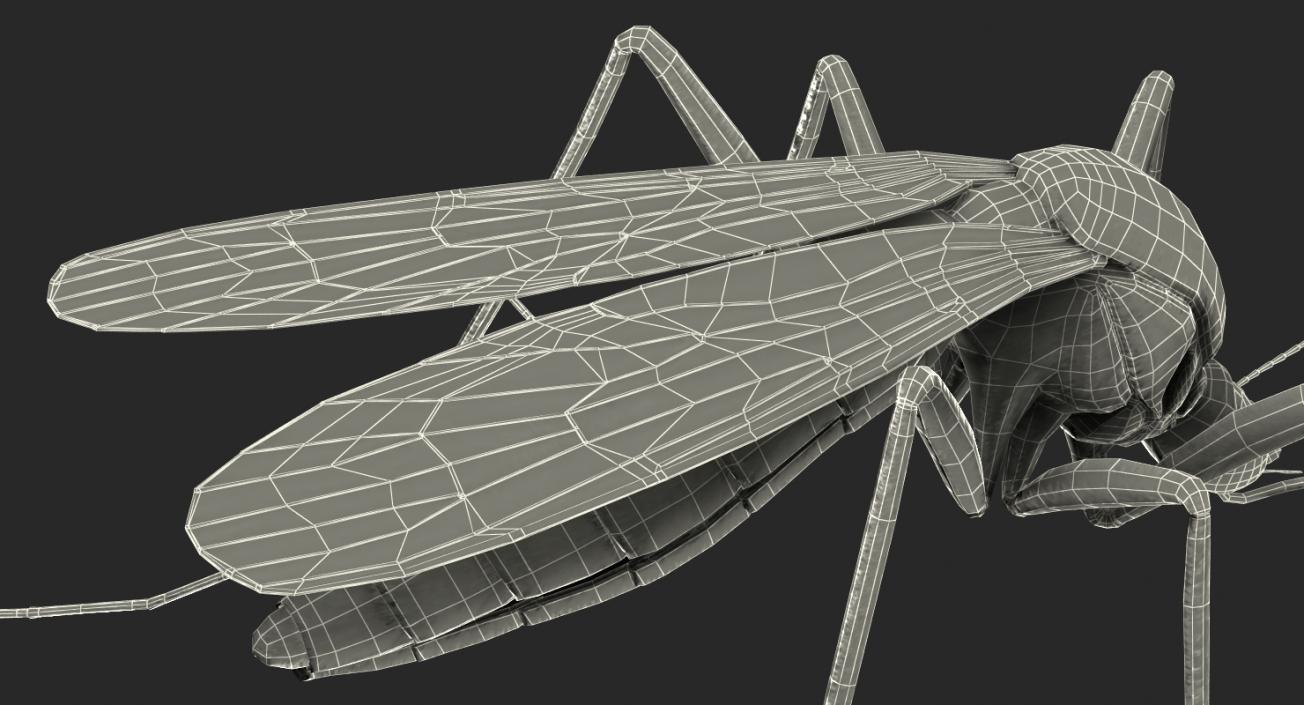 3D model Mosquito Rigged