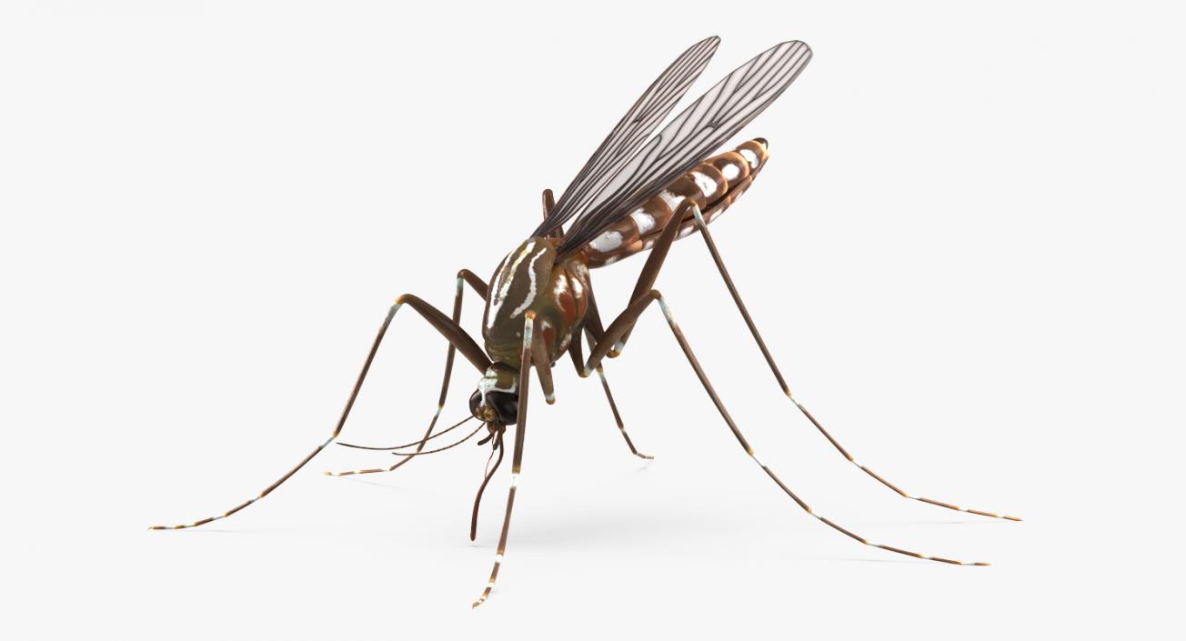 3D model Mosquito Rigged