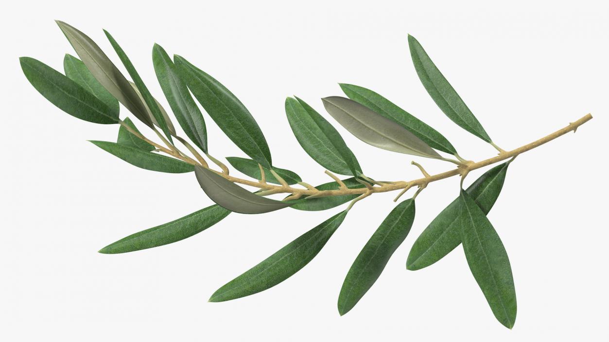 Olive Tree Branch No Olives 3D