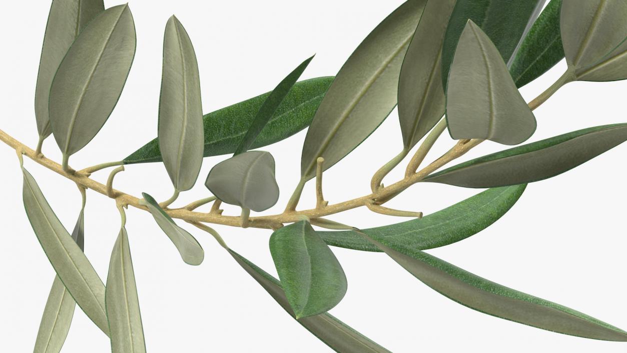 Olive Tree Branch No Olives 3D