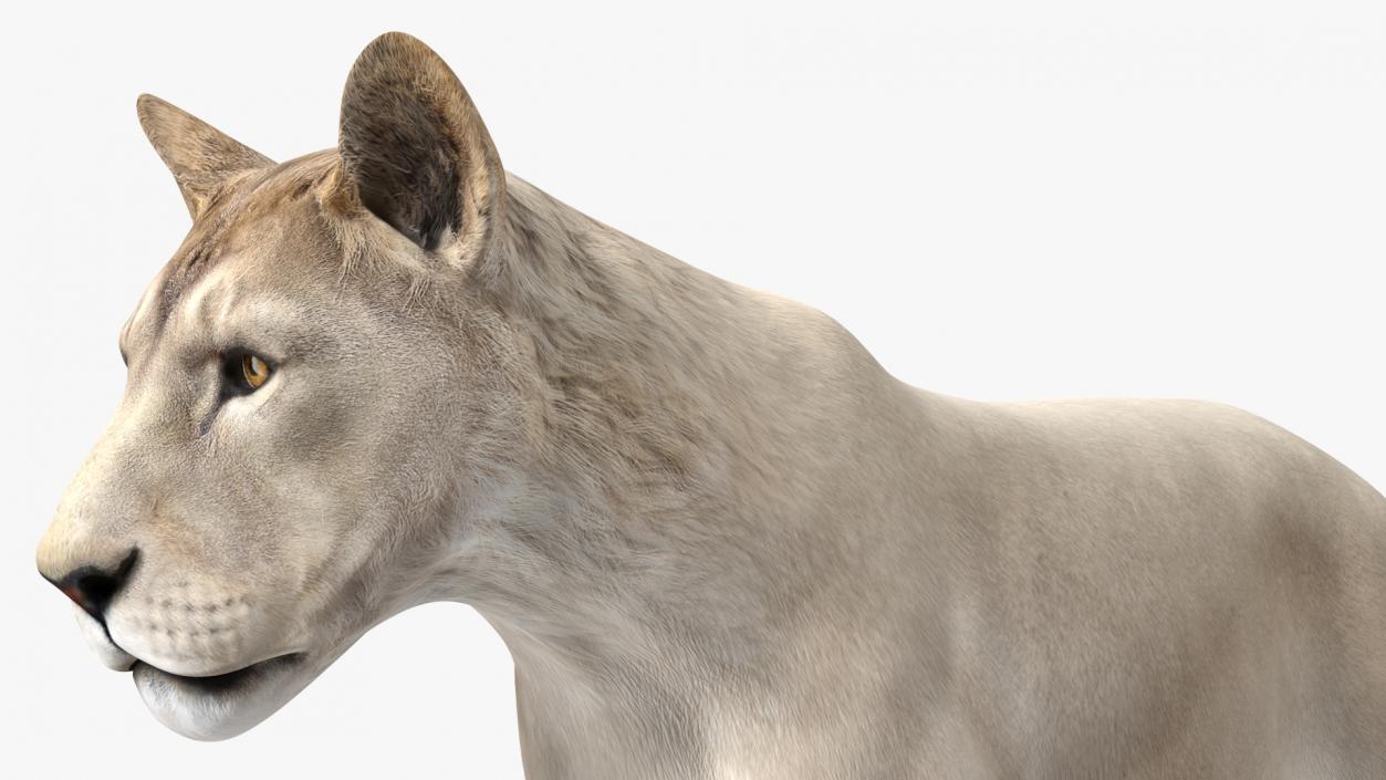 3D Young White Lion Rigged model