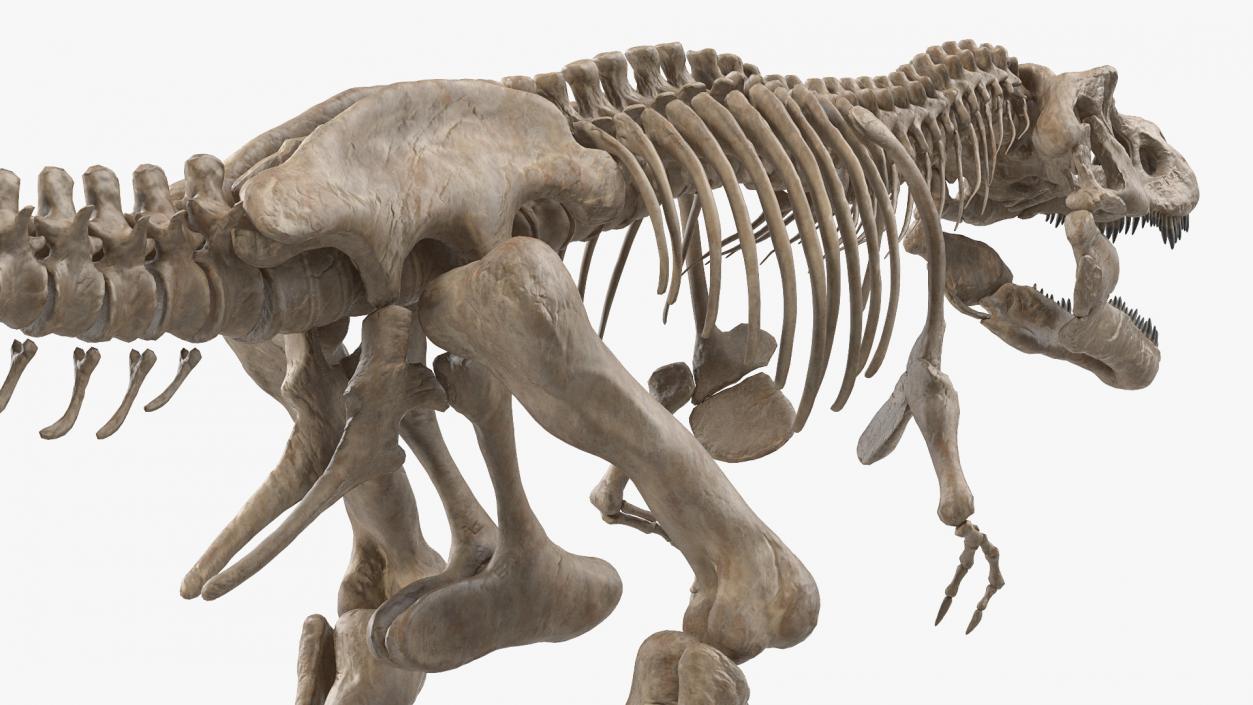 3D Tyrannosaurus Rex Skeleton Fossil model