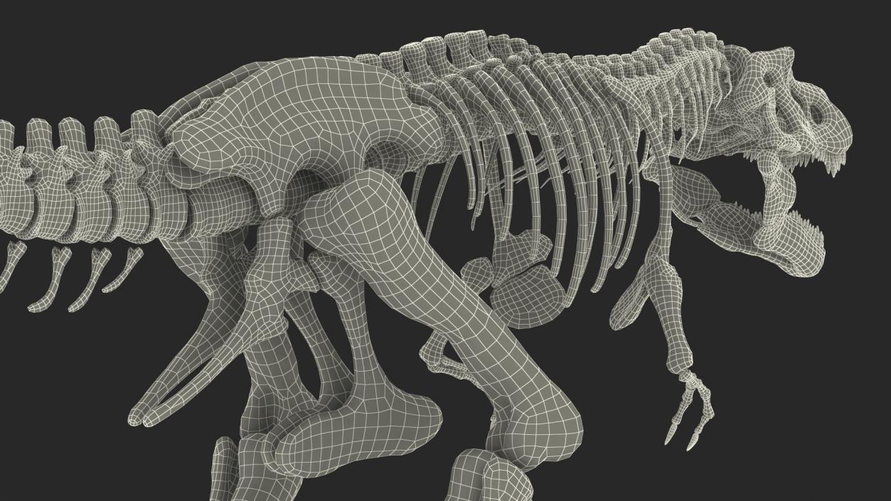 3D Tyrannosaurus Rex Skeleton Fossil model