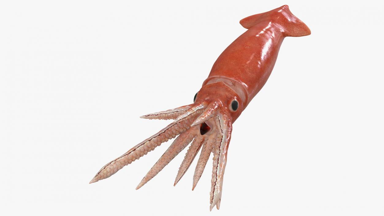 3D model Arrow Squid Doryteuthis Plei Rigged