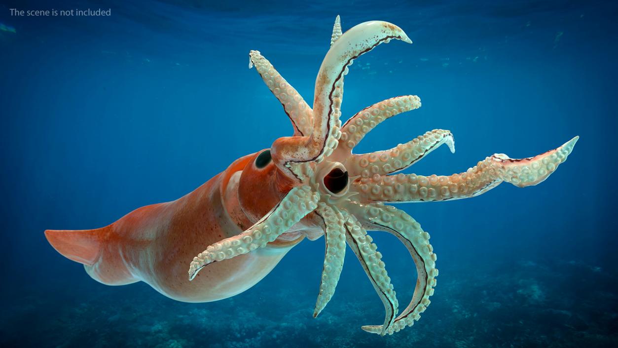 3D model Arrow Squid Doryteuthis Plei Rigged