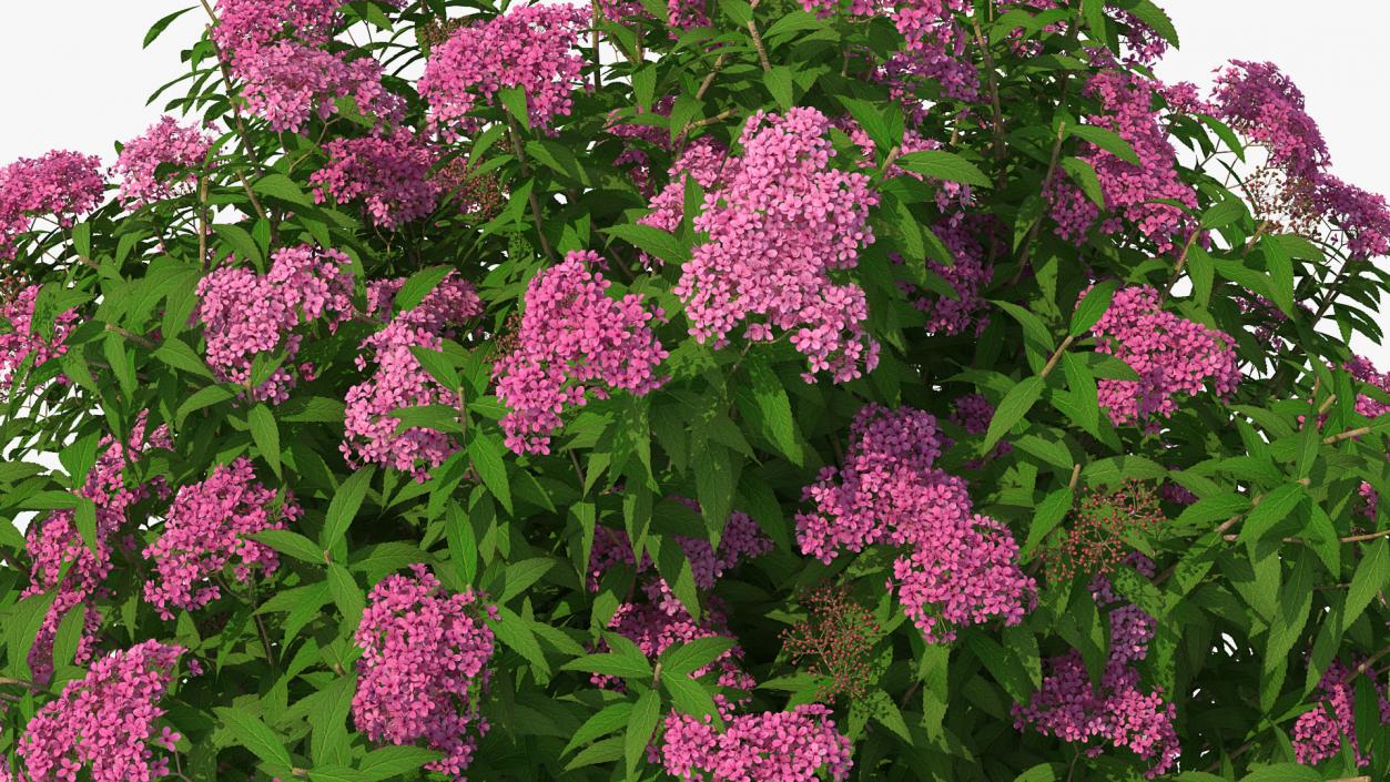 3D Blooming Spiraea Japonica Anthony Waterer Bush