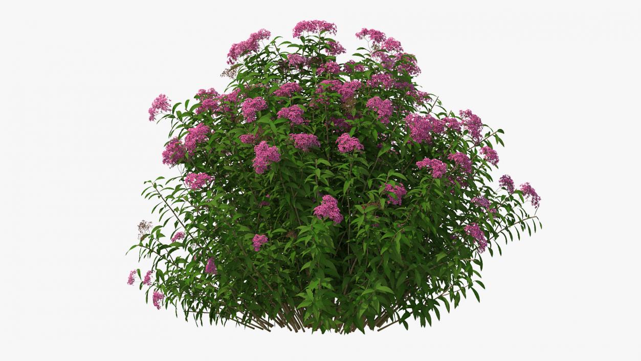 3D Blooming Spiraea Japonica Anthony Waterer Bush