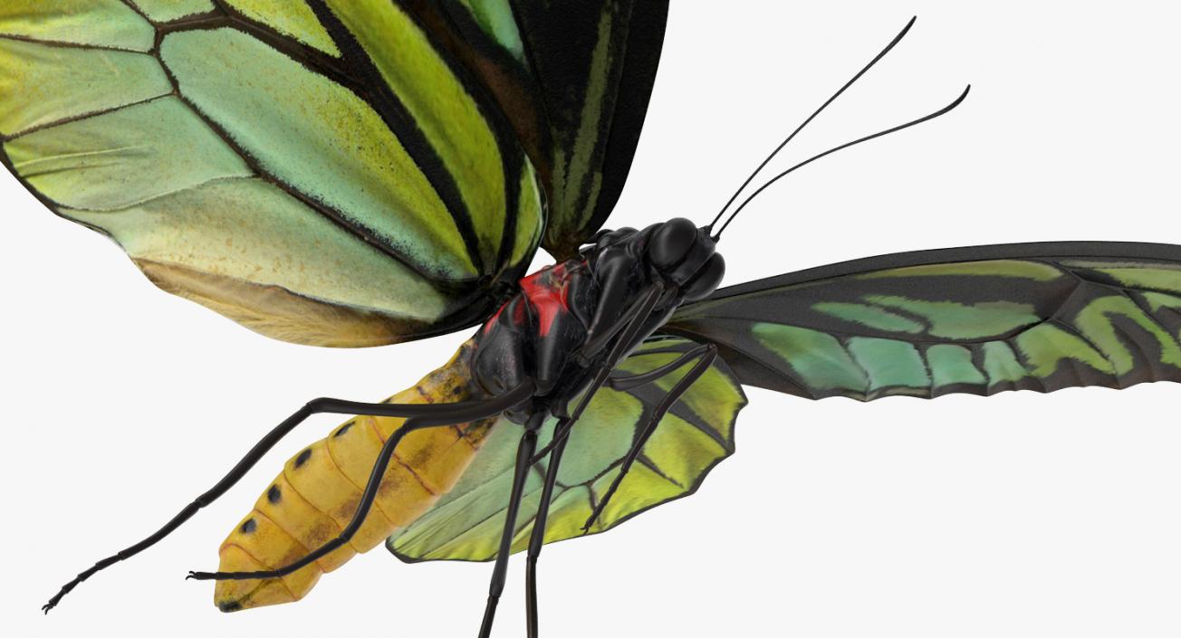 Queen Alexandras Birdwing Flying Pose 3D | 3D Molier ...