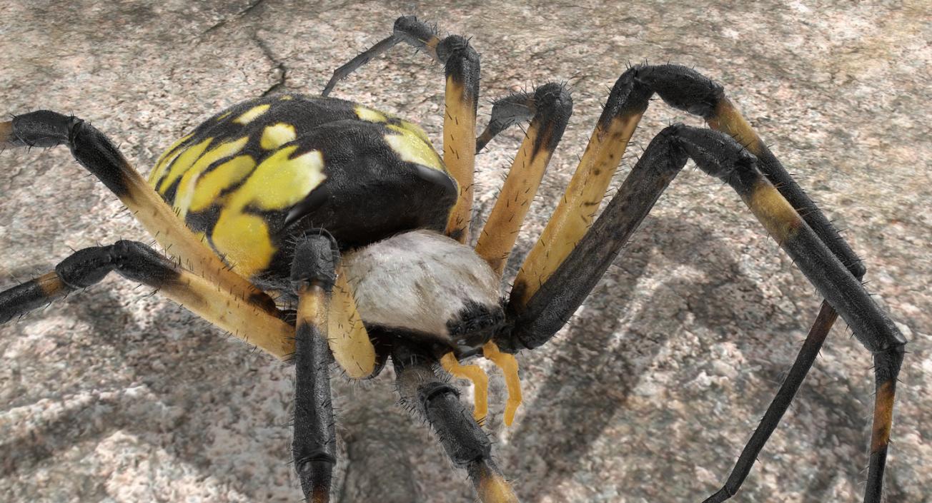 Golden Garden Spider with Fur 3D model