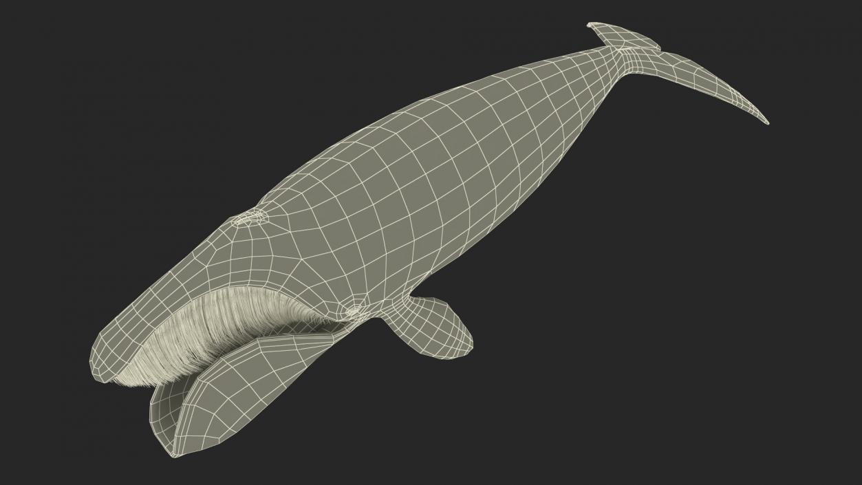 3D Sea Animal Bowhead Whale Rigged