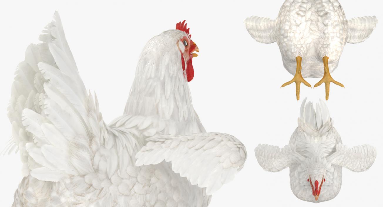 3D White Chicken model
