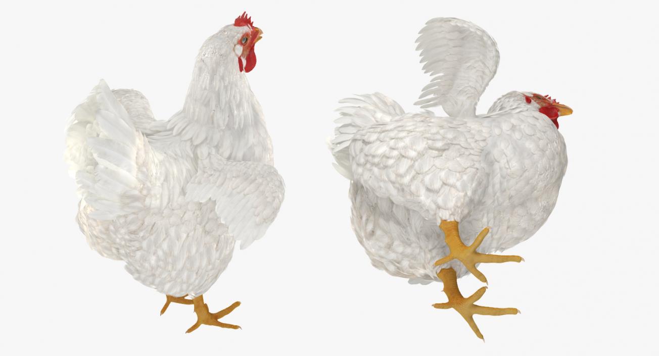 3D White Chicken model