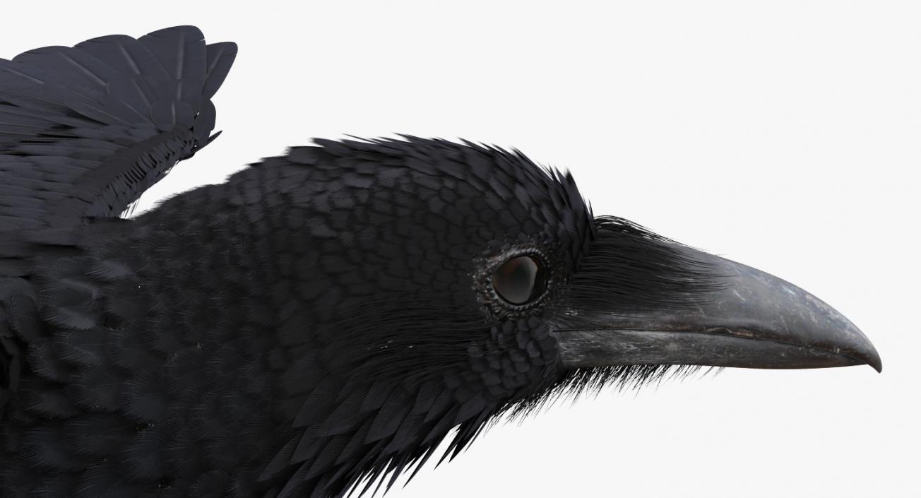 Common Raven Rigged 3D model